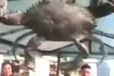 O melhor vídeo do mundo