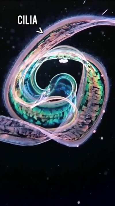 The Shoebill Stork, Saltwater Crocodile, and More!