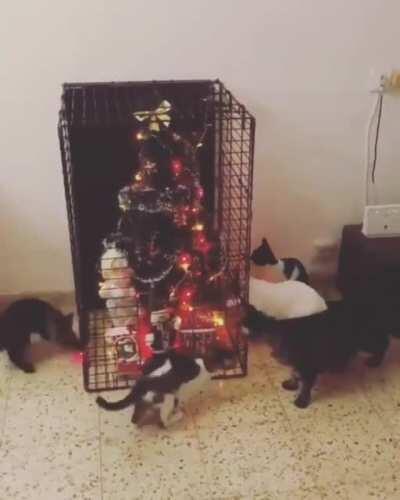 Tired of losing Christmas ornaments to your cat? There's only one solution.