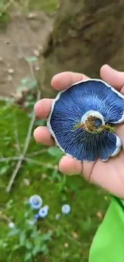 Crushing Lactarius indigo