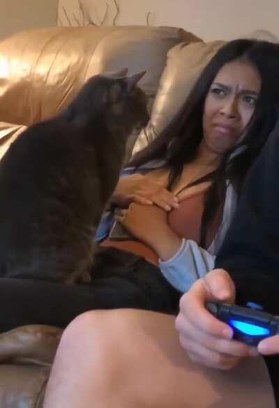 Cats can always spot the non cat person