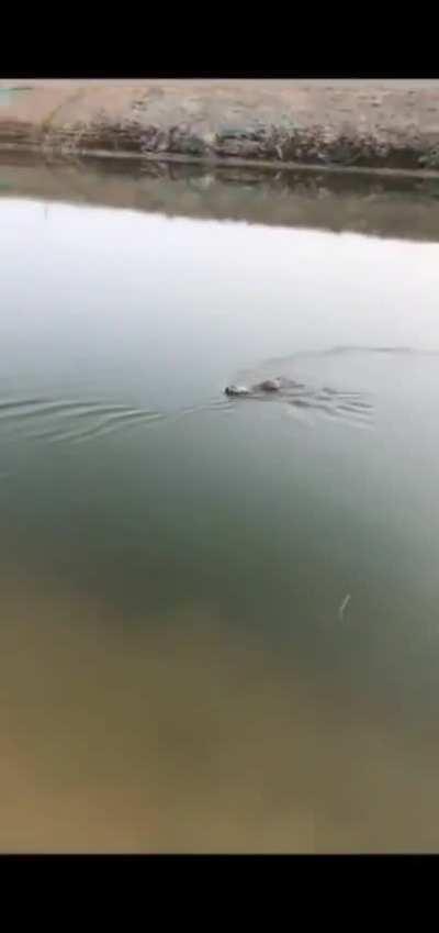 Rabbits can swim. I learned their ears go in to swim mode when they do