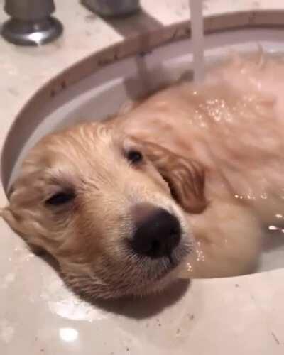 eViL BaStarD meLtS inNocEnt dOg iN siNK