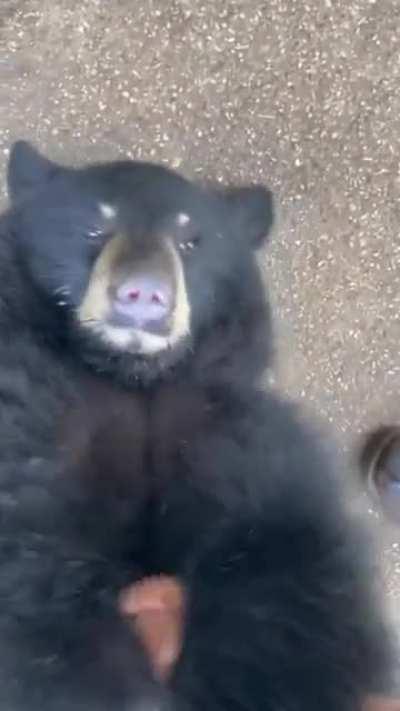 If bears are so dangerous, why are they friend-shaped?