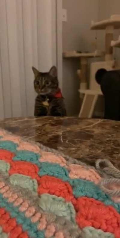 quick taps of a thief