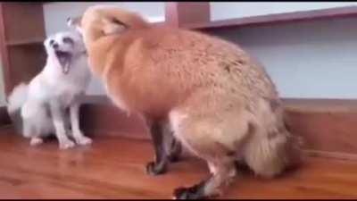 What Does The Fox Say? AAAAAAAAAAAAAAAAAAAAAAAAAAAAAAAAAAAAAAAAAAAAAAAAAAAAAAAAAAAAAAAAAAAAAAAAAAaa