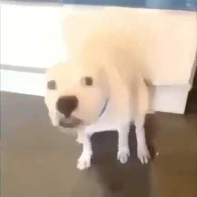 le pica el culo 😳