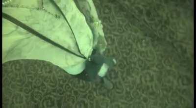 New carti video on twitter