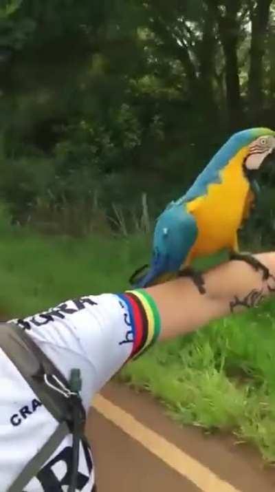 Rare Brazilian bird hitches a ride with cyclists