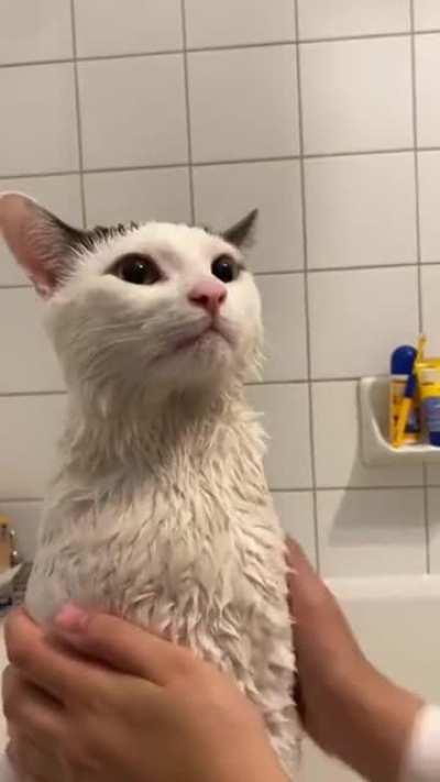 I can't get over how polite they are...