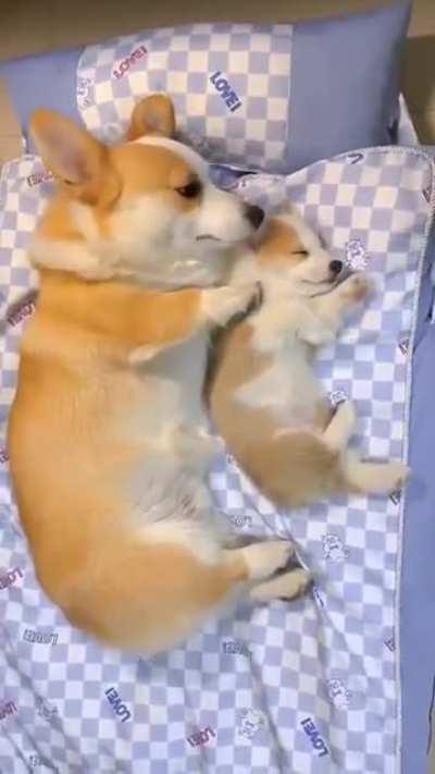 Impossibly adorable Mother Corgi and Puppy