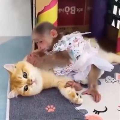 They always said I couldn't get a monkey because I have cats.. explain this. 