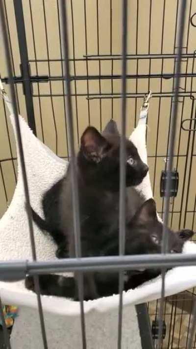 Had to stop by a veterinarian offive for work today. Got to say hi to these little ones up for adoption.