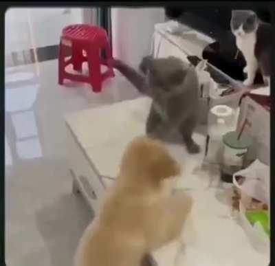 The same power flows through IK/PTI. PTI/IK are confirmed cat warriors