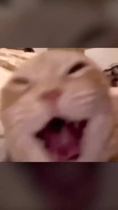Laughing Cat Meme
