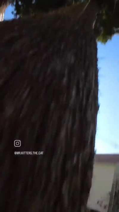 Mr. Kitters at it again.