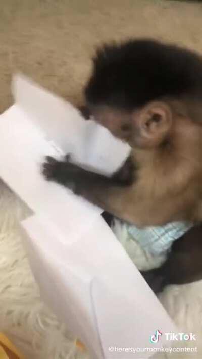 El pana yorch con la armonica, que reven