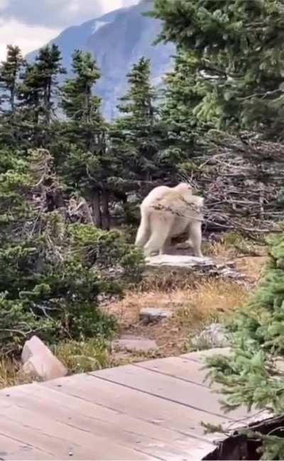 This muscular mountain goat..