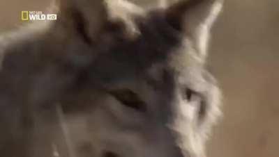 Bison turn on Elk to save themselves from hungry Wolf.