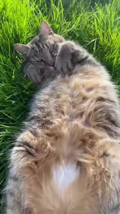 Not my cat, Mary, doing some slightly overweight cuddle rolling. Makes my day when I see her in the neighbourhood