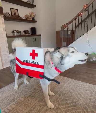 My sister’s husky has a fantastic costume this year