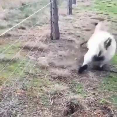 I know jj loves dum goats so here's one