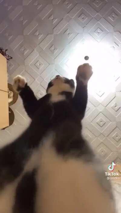 We need raisin Kitty to jump on this trend right now!! Hp where are you?