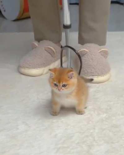 This is how to activate Mega Floof.