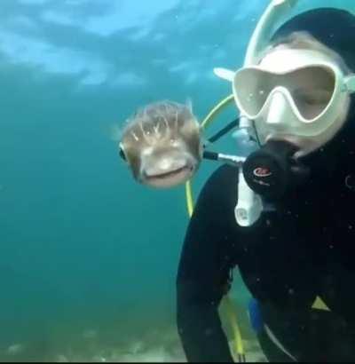 🔥 A fish and a diver