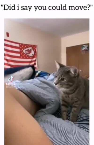 That are meow, hooman?