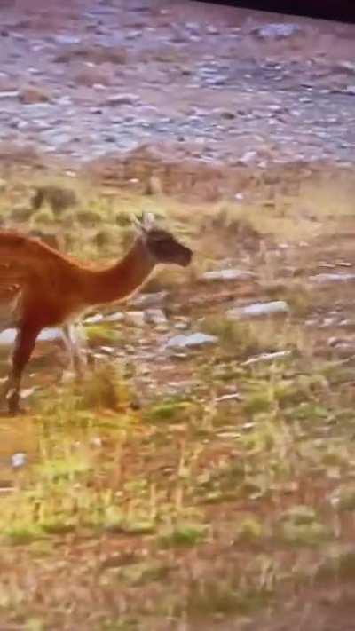 Guanaco avoiding a puma in Patagonia