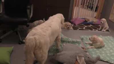 Mom Dog teaches her 8 weeks old puppies to be calm...