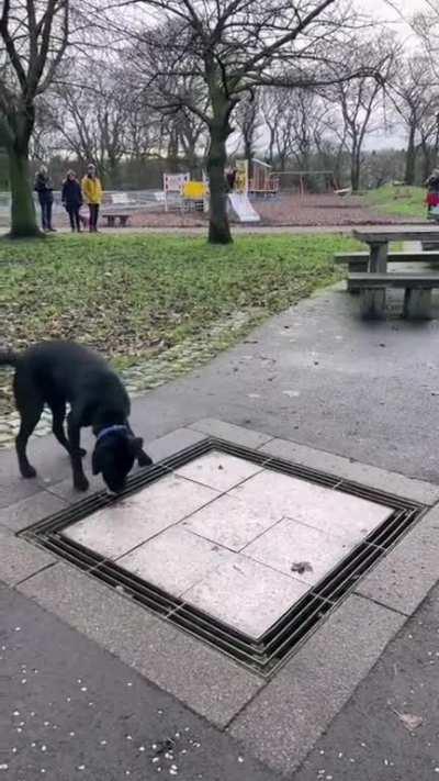 Dog playing with musical installation