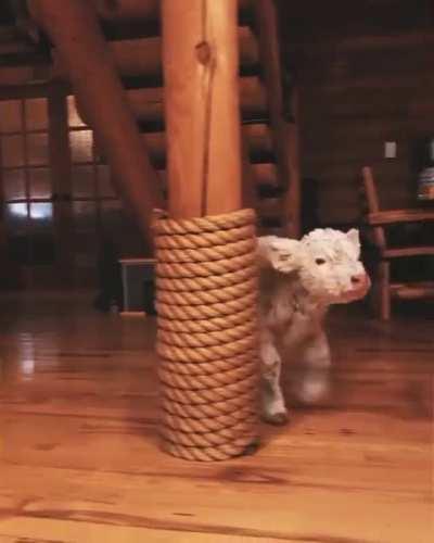 Fluffy cow is coming! 😍