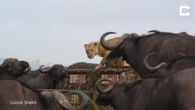 🔥 Buffalo Herd Surrounds Lonely Lion