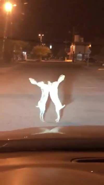 Rule 1 of fight club is...