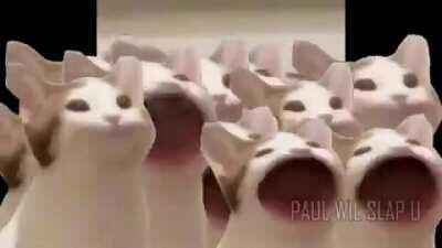 Cat mouth noise BUT keep adding more cats !