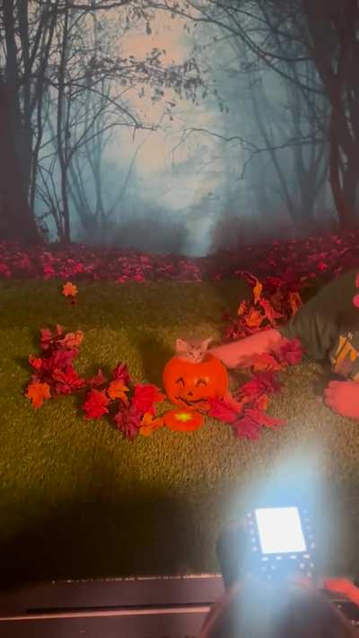 what the heck is inside this pumpkin???