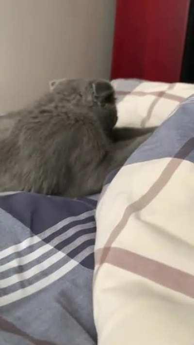 The day after we picked her up, thought she belonged in this sub.