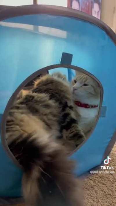 Not my video, but I found these cuties on tik tok 🥰