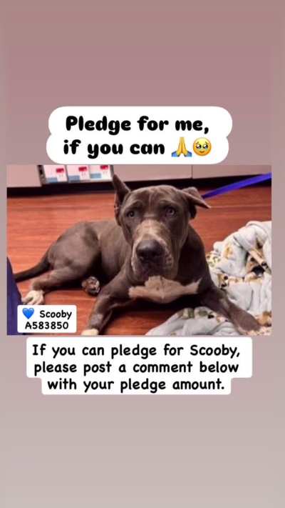 STILL URGENT STILL IN NEED! DEADLINE EXTENDED! Scooby needs rescue placement by 5 pm SATURDAY 11/15 due to medical. He needs foster, rescue and pledges. He is at Orange County Animal Services, ORLANDO, FL. Please dm  /u/biancamission if you can foster him