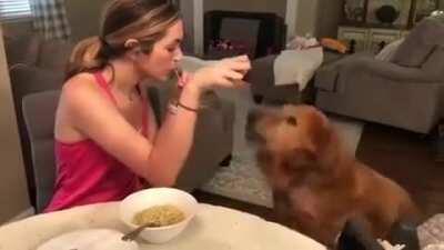 Lady and The Golden.