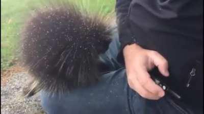 Porcupine wants to say hello