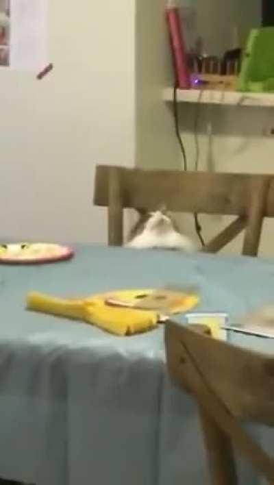 Vc desceu muitos meems, agora bugou o gato