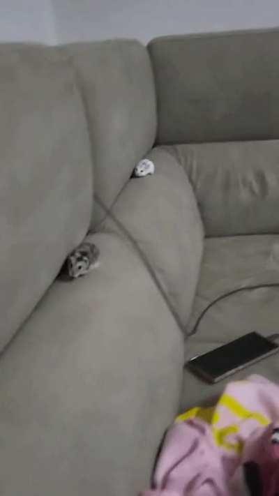 Hot-wheels nimble hamsters