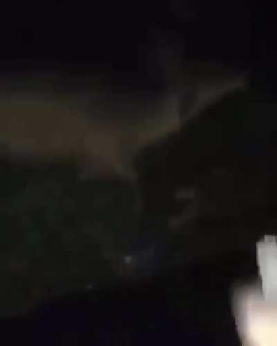 Killing a deer because it hit your truck...