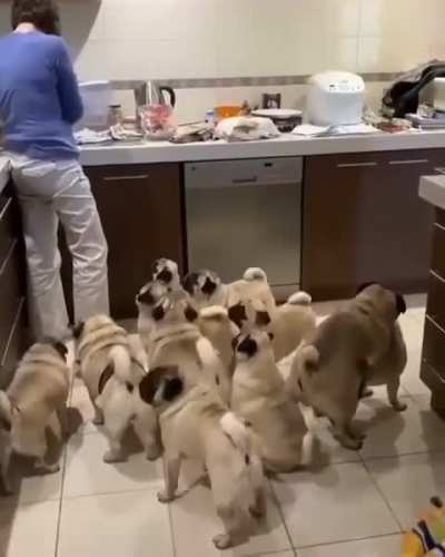 Only true pug lovers can handle this🤣😍...
