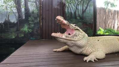 Ever seen a leucistic alligator yawn?