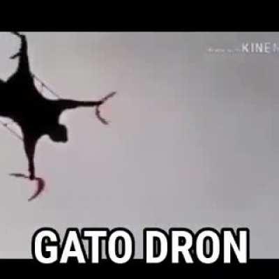 Gato Dron 😎