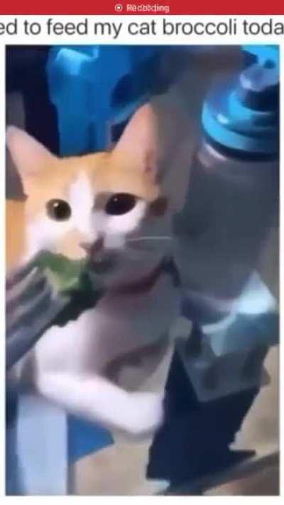 Die Katze wagt es, Brokkoli abzulehnen